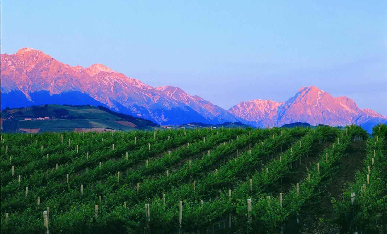 Contado San Lorenzo B&B And Wine Castilenti Kültér fotó